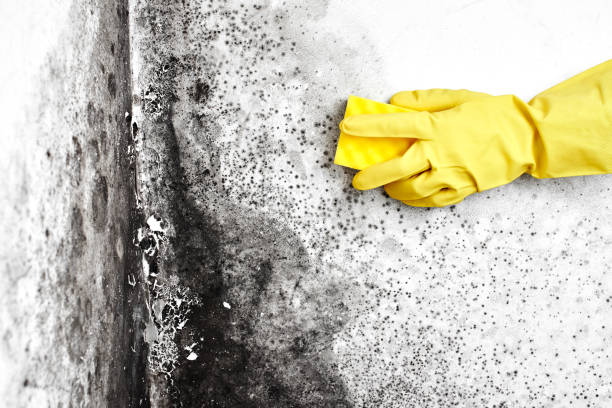 Best Home Mold Removal  in Hartsdale, NY
