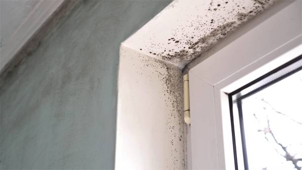 Best Local Mold Removal Service  in Hartsdale, NY