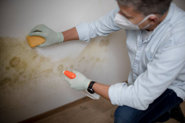 Best Affordable Mold Removal  in Hartsdale, NY