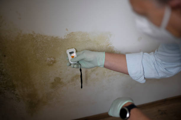 Best Mold Remediation Experts  in Hartsdale, NY