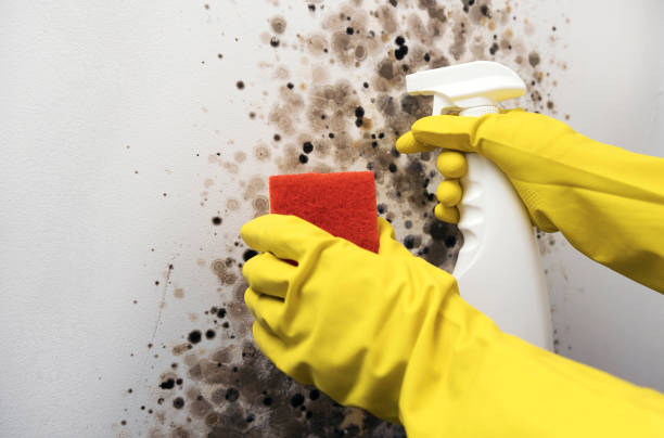 Best Commercial Mold Removal  in Hartsdale, NY