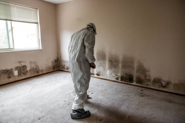 Professional Mold Removal in Hartsdale, NY