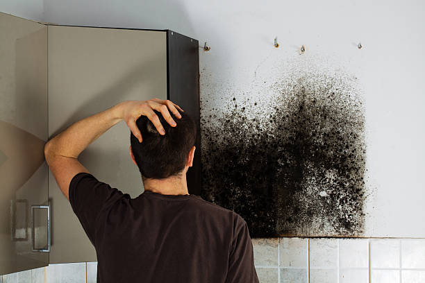 Best Professional Mold Removal  in Hartsdale, NY