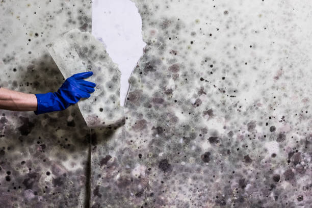 Best Professional Mold Removal  in Hartsdale, NY