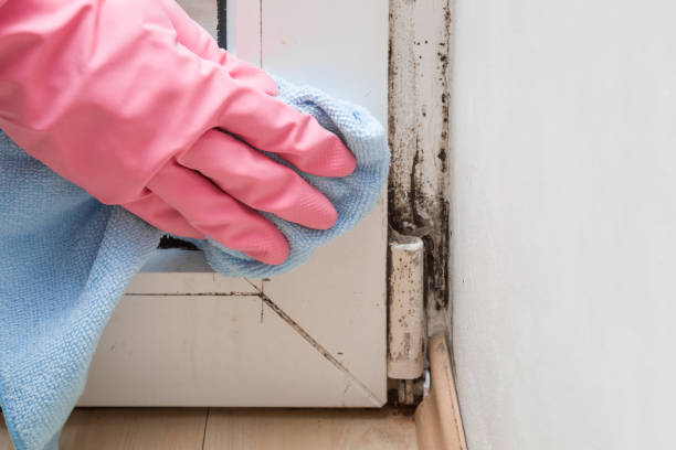 Best Mold Damage Repair  in Hartsdale, NY